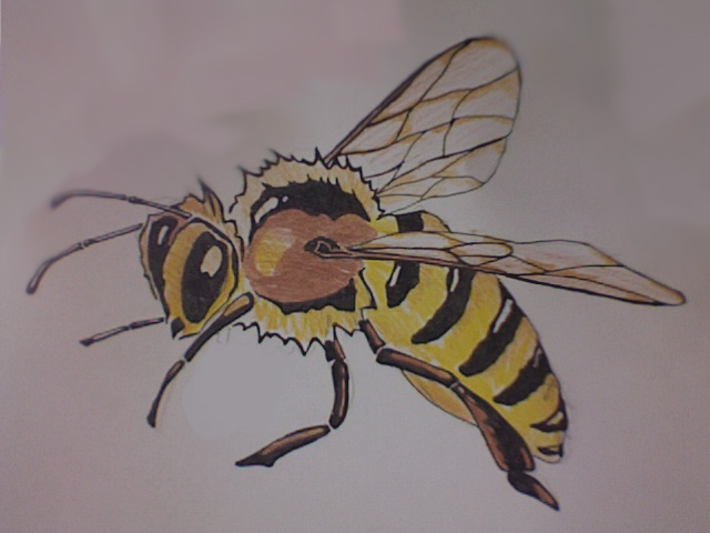 640x480 Honey Bee Tattoo Sketch - Honey Bee Sketch