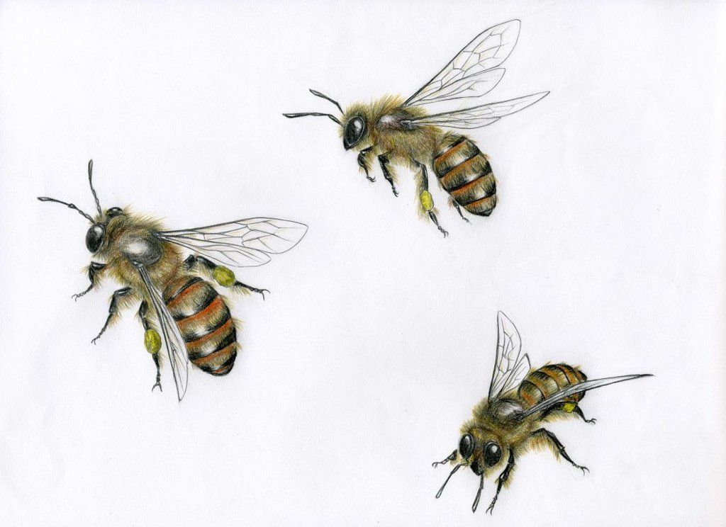 1024x744 Perfect Honeybee Sketches... They Are Searching For Their Flowers - Honey Bee Sketch