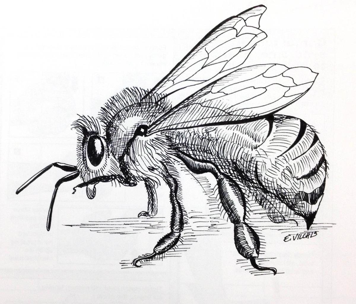1200x1025 Worker Death Bees Can Be Easily Provoked Press Enterprise - Honey Bee Sketch