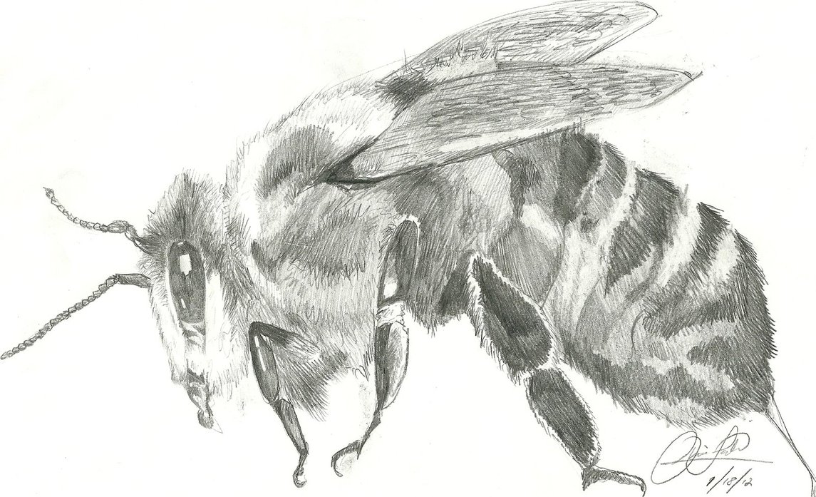 1145x697 Honey Bee Sketch By Chrislah294 - Honey Bee Sketch