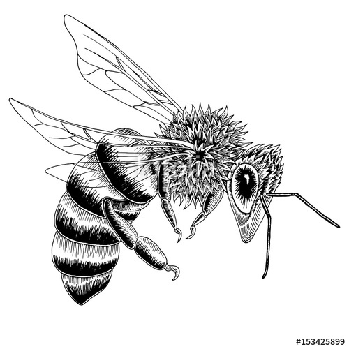 500x500 Hand Drawn Bee Sketch In Black And White Vector Illustration - Honey Bee Sketch