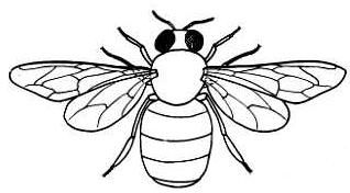 318x176 Honey Bee Clip Art Line Drawing Outline Drawing - Honey Bee Sketch