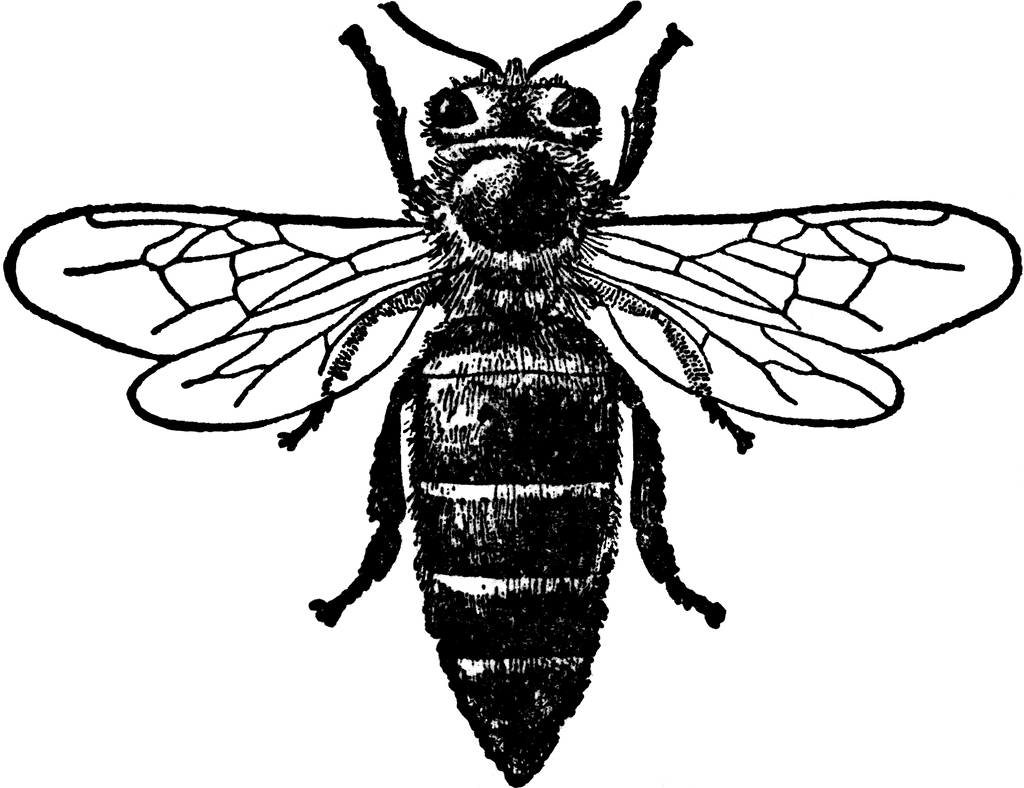 1024x788 Honey Bee Flying Drawing - Honey Bee Sketch Images