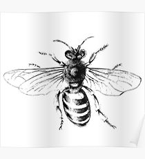 210x230 Honey Bee Sketch Posters Redbubble - Honey Bee Sketch Images