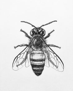 236x294 The Enthusiastic And Damned The Dragonfly And The Bee - Honey Bee Sketch Images