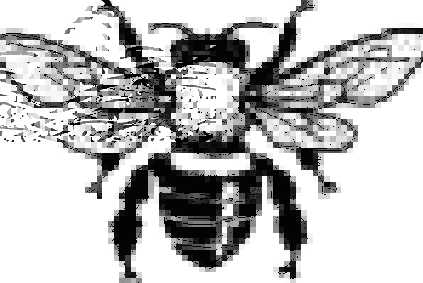 595x399 Honey Bee Pixcove - Honey Bee Sketch Images