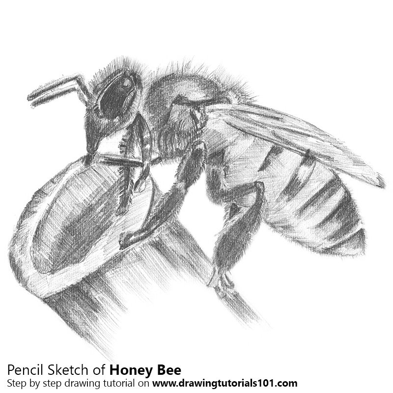 800x800 Honey Bee Pencil Drawing - Honey Sketch