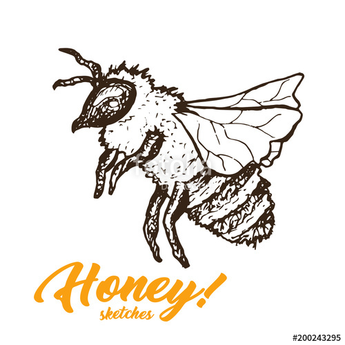 Honey Sketch at PaintingValley.com | Explore collection of Honey Sketch