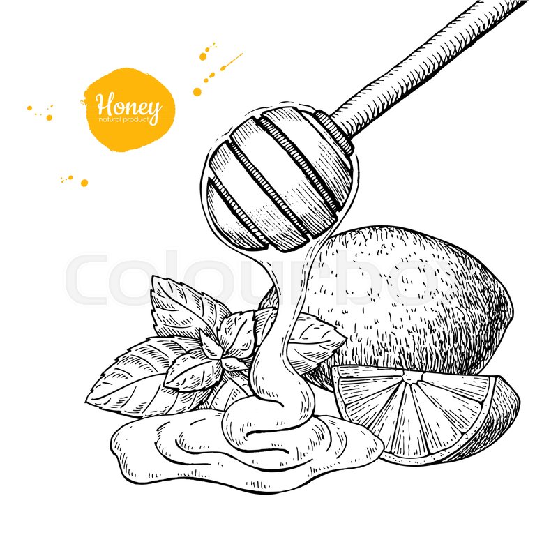 800x800 Honey With Lemon And Mint Vector Drawing. Wooden Spoon, Honey Drop - Honey Sketch
