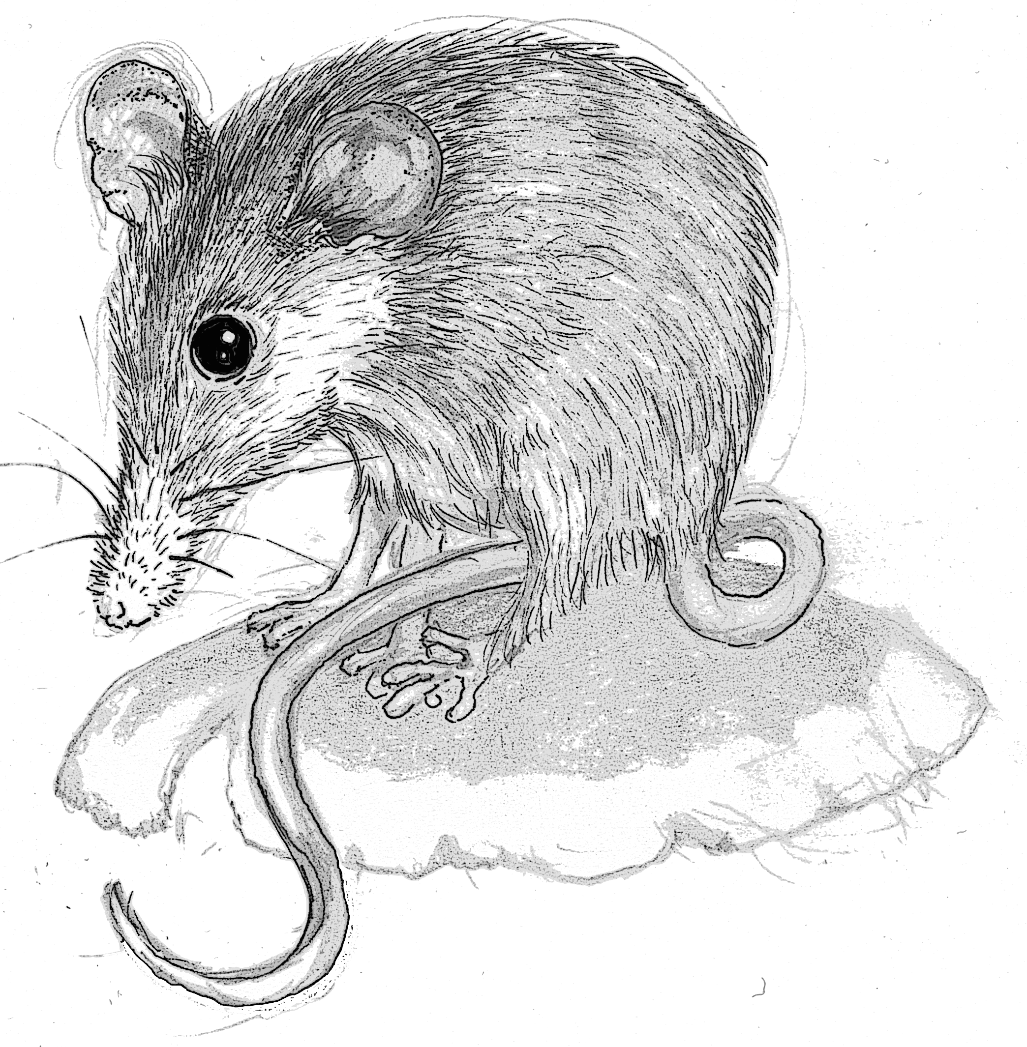 2088x2130 Collection Of Free Honey Drawing Sketch. Download On Ubisafe - Honey Sketch