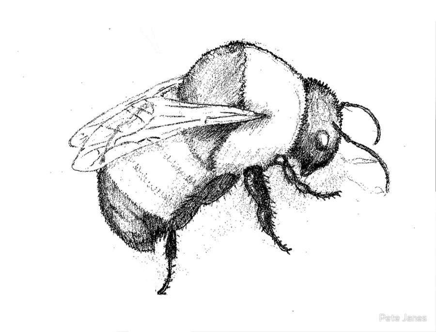 900x685 Download Drawing Clipart Honey Bee Bumblebee Bee,sketch,drawing - Honey Sketch