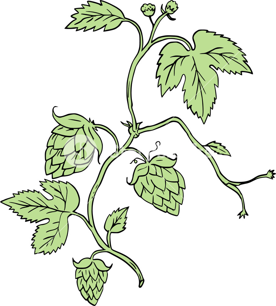 903x1000 Drawing Sketch Style Illustration Of A Hop Plant Humulus Lupulus - Hop Sketch