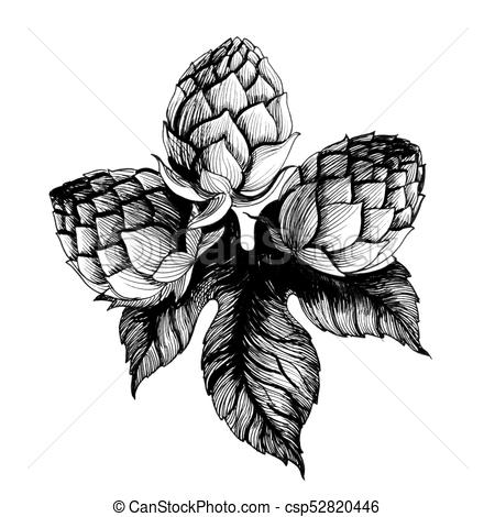 450x470 Hop Plant. Black And White Ink Illustration Of A Hop Plant. - Hop Sketch