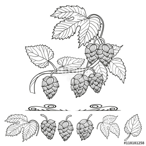 500x500 Hops Set. Collection Of Hop Decorative Elements, Leaves And Cones - Hop Sketch