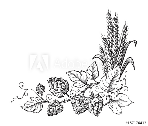 500x425 Wheat And Beer Hops Branch With Wheat Ears, Leaves And Hop Cones - Hop Sketch