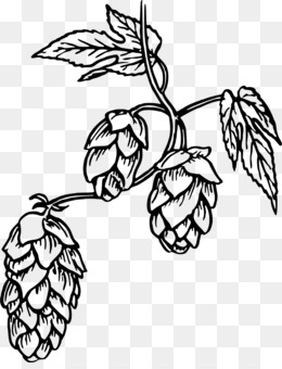 260x340 Beer Hops Drawing Clip Art - Hop Sketch