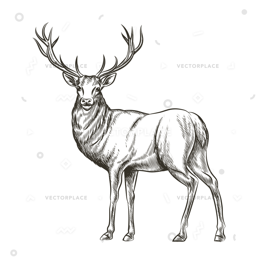 1000x1000 Hand Drawn Deer Animal Wild Horn Vector Illustration 60260 - Horn Sketch