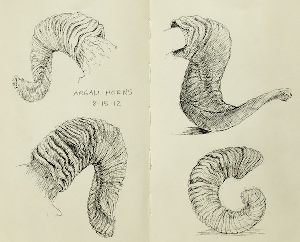 600x484 Horn Sketches Susan Fox - Horn Sketch