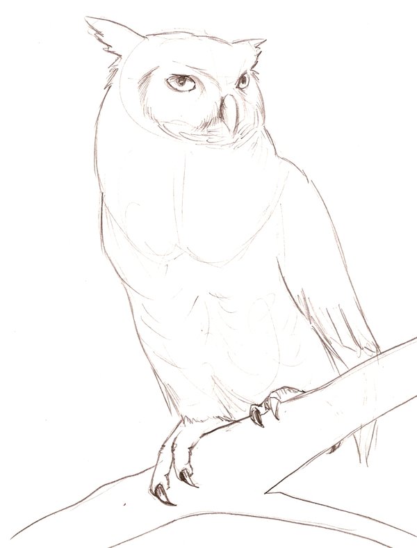 600x788 Great Horned Owl Sketch By Theroyalfrog - Horned Owl Sketch