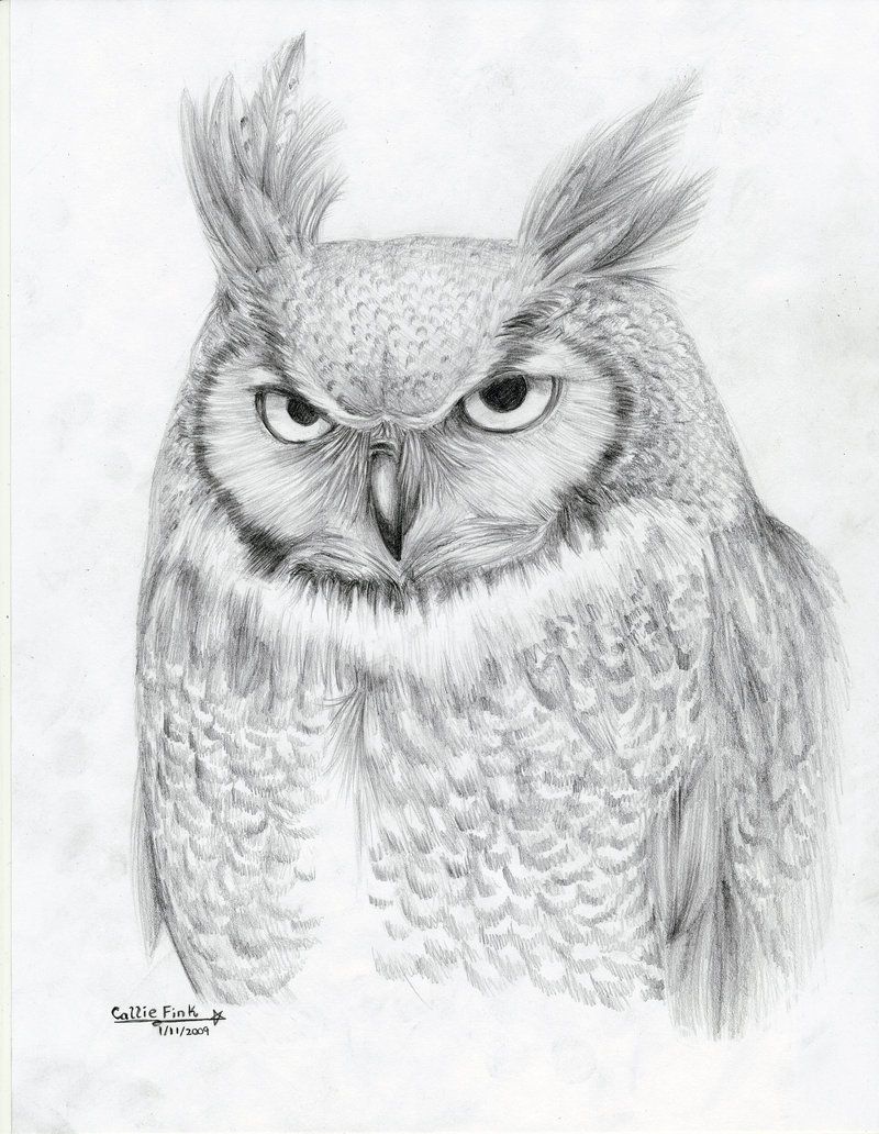 800x1032 Great Horned Owl By Calliefink Drawings - Horned Owl Sketch