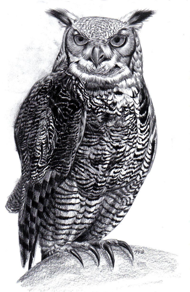 800x1227 Great Horned Owl By Tristan On @ - Horned Owl Sketch