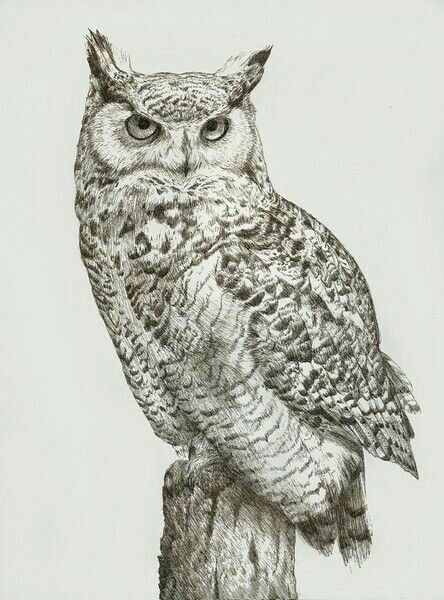 444x600 Pin By Susan Carrell On Owl Sketches Owl, Horned Owl - Horned Owl Sketch