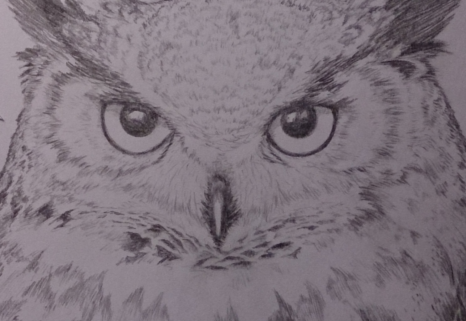 1489x1025 Sketching A Great Horned Owl, Step By Step Steemit - Horned Owl Sketch