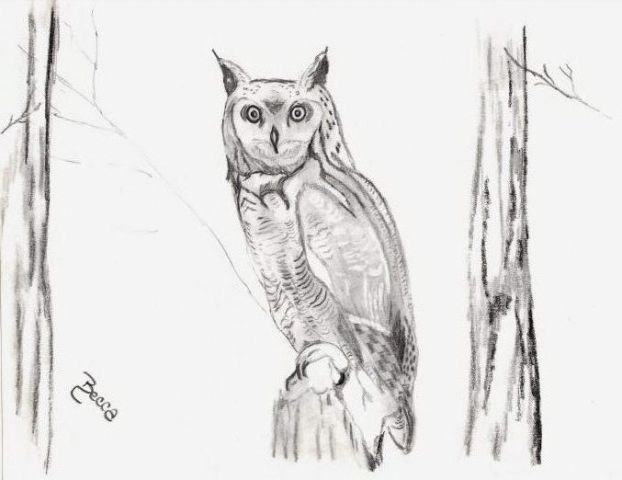 622x480 Sketch Horned Owl - Horned Owl Sketch
