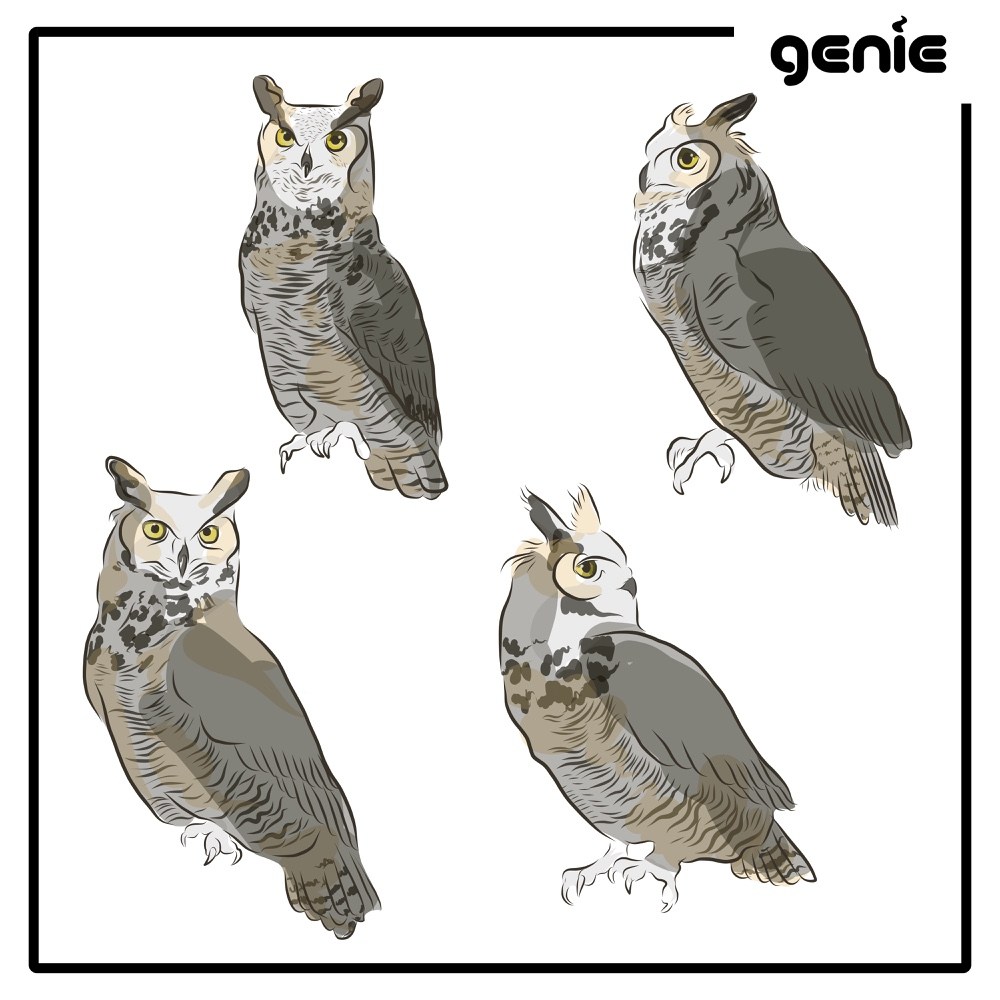 1000x1000 Great Horned Owl Bird Vector Graphic Illustration Hand Drawn - Horned Owl Sketch