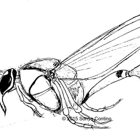 572x572 Hornet Sketch Sonya Contino Fine Art Amp Design - Hornet Sketch