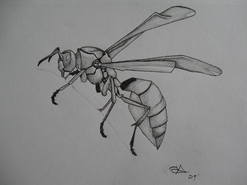 1024x768 Red Hornet Original Photo By Tyrandelf080 Check It Out - Hornet Sketch