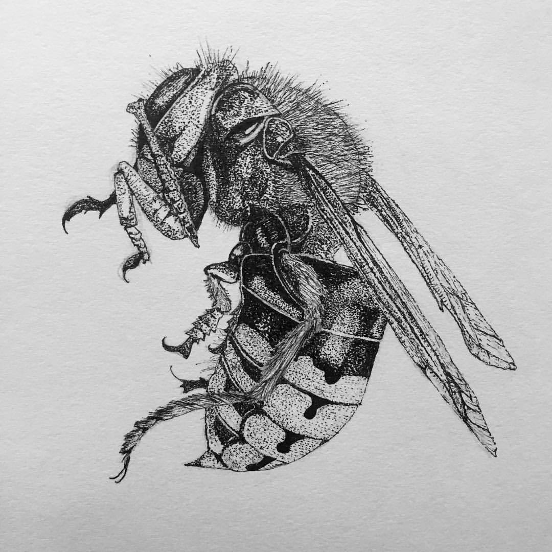 1080x1080 Vishnu Prasad Dead Hornet - Hornet Sketch