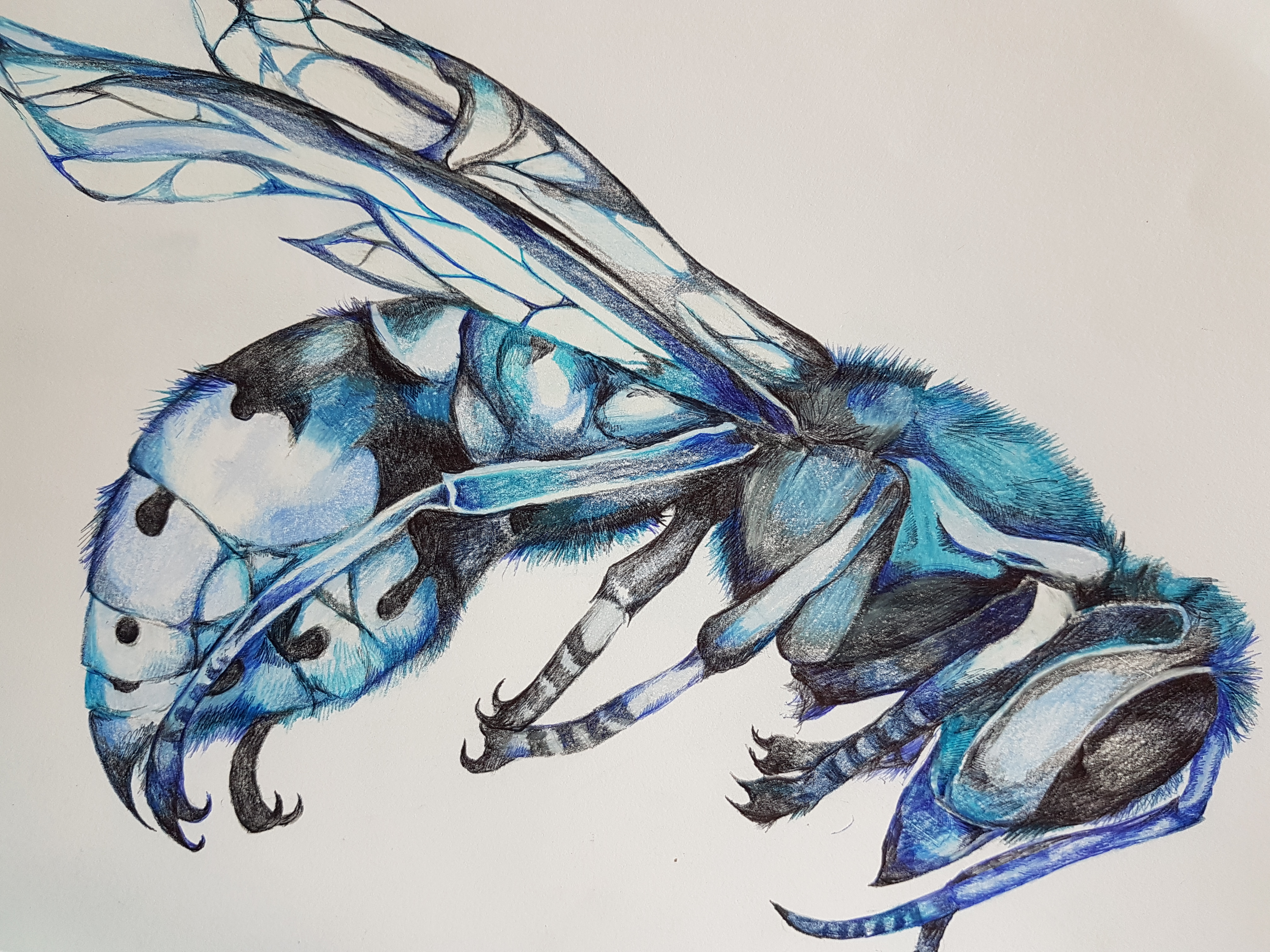 4032x3024 Detailed Observations Of Natural Objects - Hornet Sketch