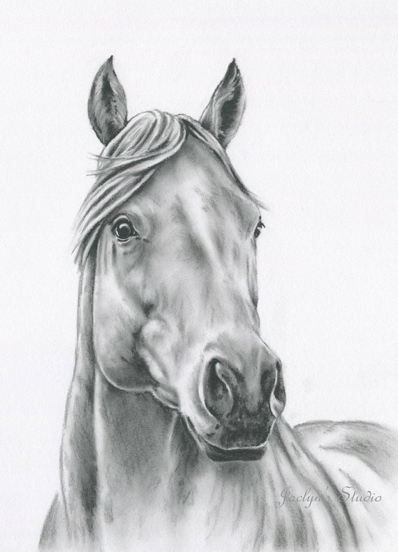 570x790 Horse Art Original Charcoal Horse Drawing 8x10 Etsy - Horse Art Sketch