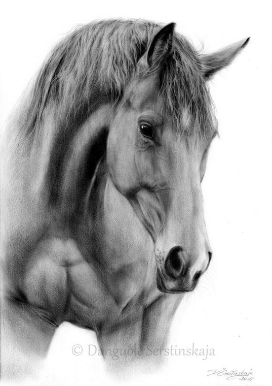 537x760 Realistic Horse Drawings Paintings - Horse Art Sketch