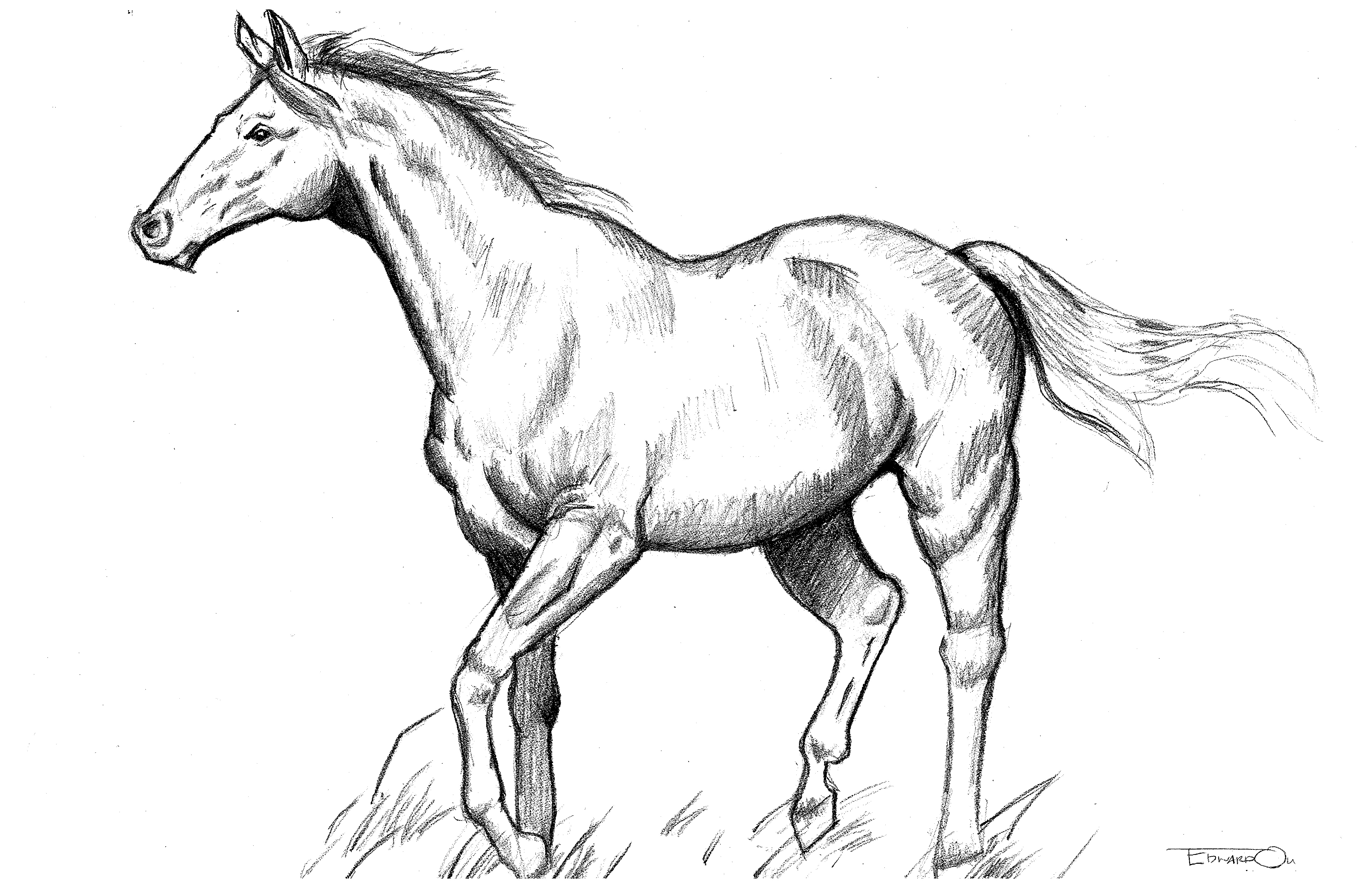 5100x3300 Untitled Horse Sketch 2 Art Blog - Horse Art Sketch