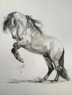 236x314 368 Best Horse Sketches Amp Art Images In 2018 - Horse Art Sketch