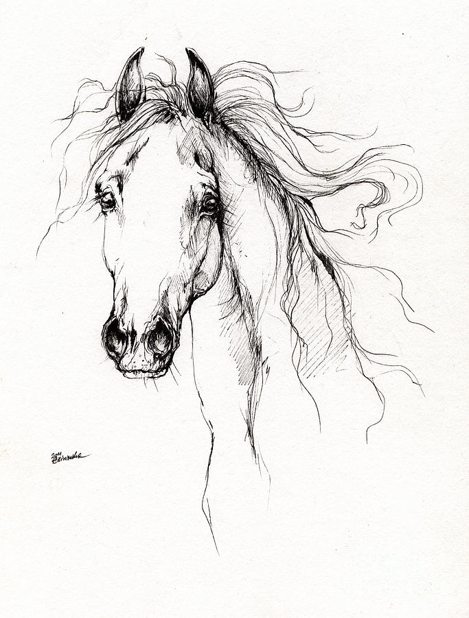 683x900 Arabian Horse Drawing 4 Drawing By Angel Ciesniarska - Horse Art Sketch