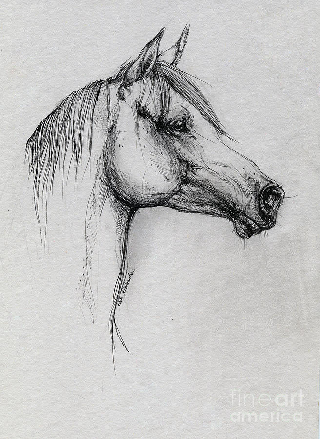 656x900 Arabian Horse Drawing 64 Drawing By Angel Ciesniarska - Horse Art Sketch