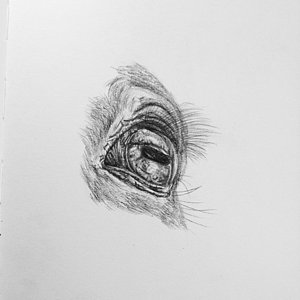 300x300 Horse Eye Drawing By Kassidy Bonertz - Horse Eye Sketch