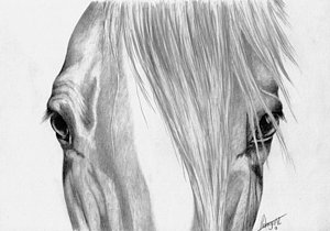 300x210 Horse Eye Drawings Fine Art America - Horse Eye Sketch