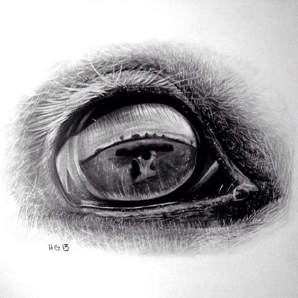 612x612 Horse Eye Sketch Graphite On 11x14 Inch Strathmore Bristol Board - Horse Eye Sketch