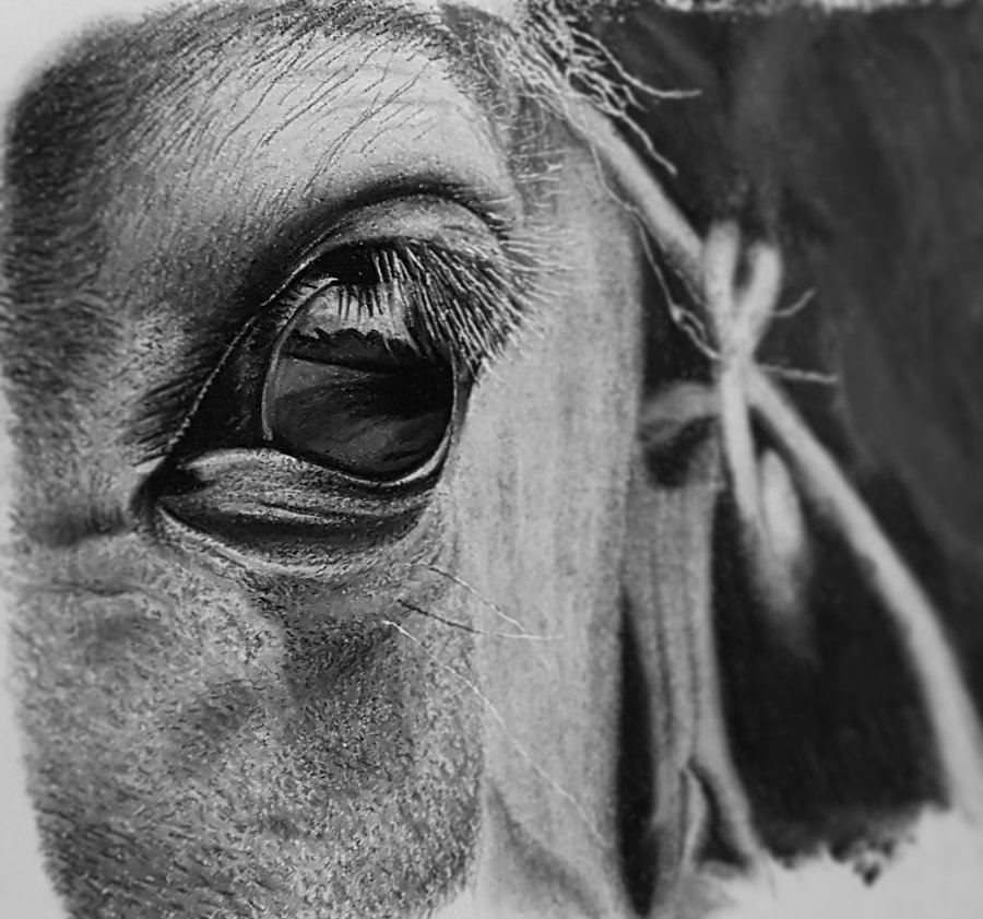 900x841 Horse Eye Sketch By Weestby - Horse Eye Sketch