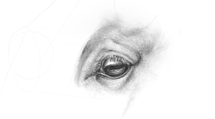850x473 How To Draw Animal Eyes - Horse Eye Sketch