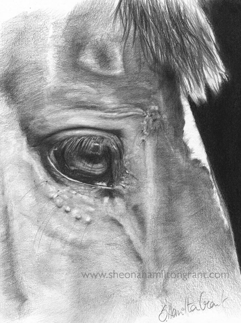 478x640 How To Render A Horses Eye In Pencil - Horse Eye Sketch