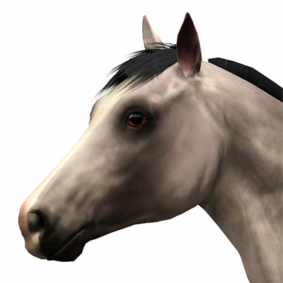 400x400 Realistic Horse Eyes - Horse Eye Sketch