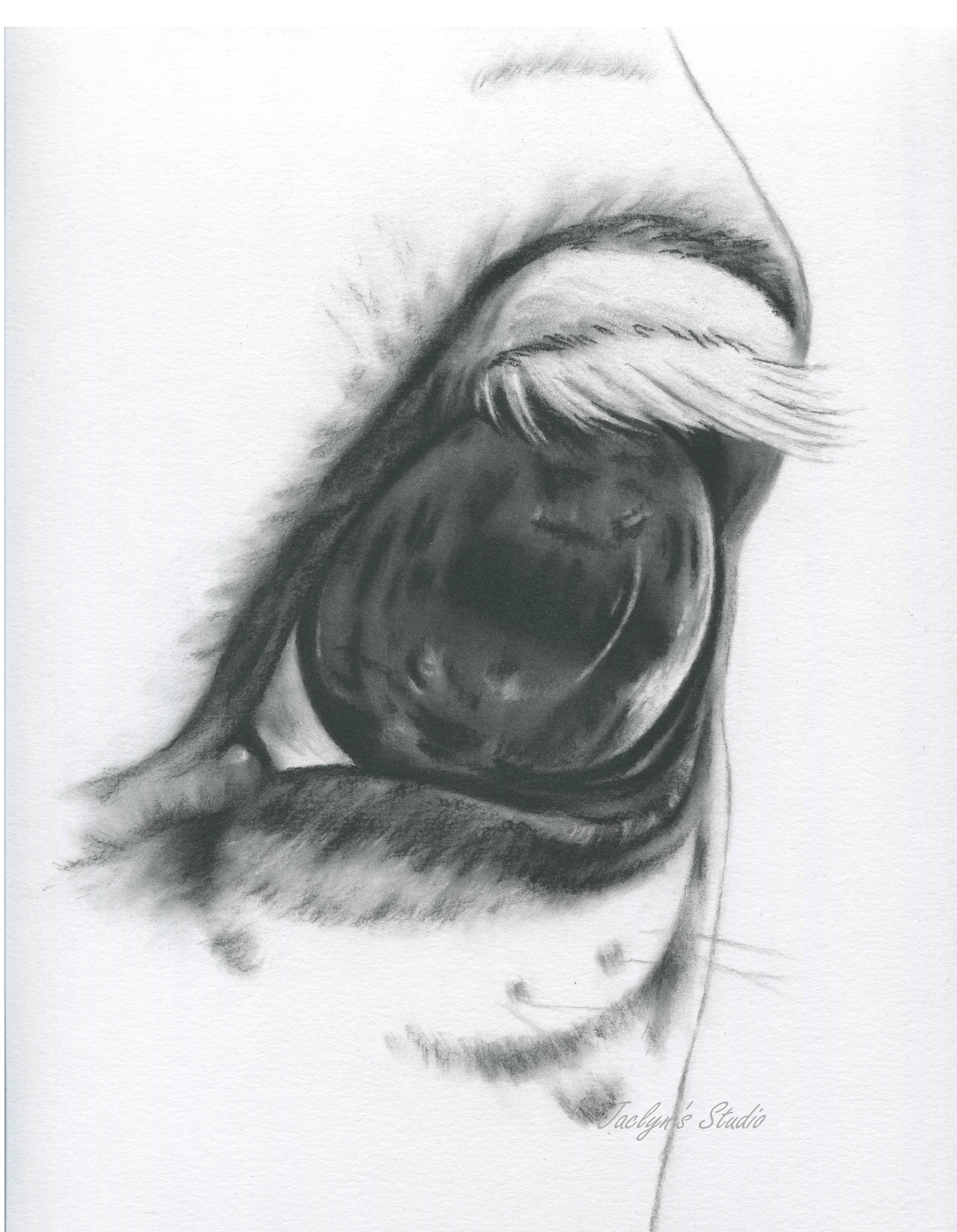 2330x3000 White Horse Eye Horse Drawing Charcoal Eye Horse Art Farm Etsy - Horse Eye Sketch