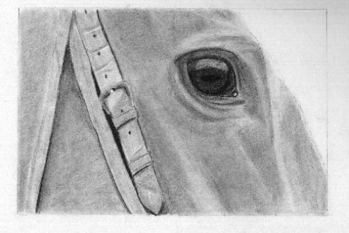 500x334 Horse - Horse Eye Sketch