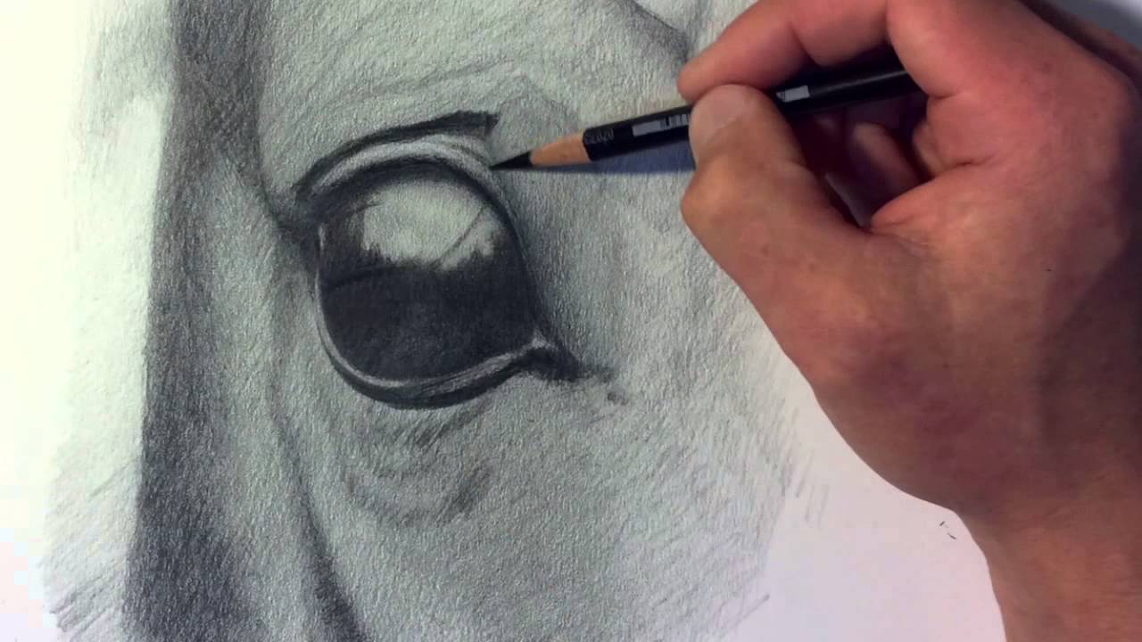 1280x720 Horse Eye Drawing (Time Lapse) - Horse Eye Sketch