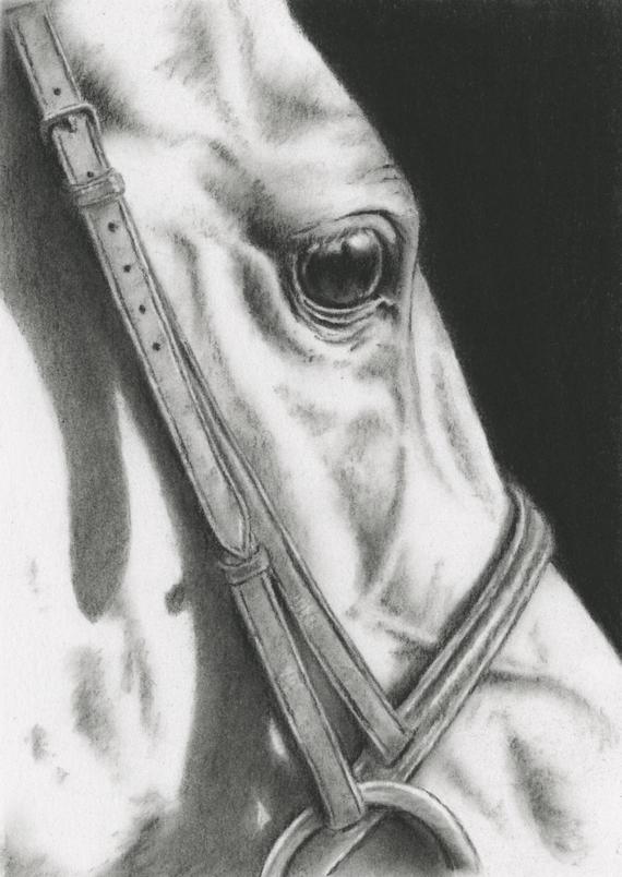 570x804 Horse Charcoal Drawing Giclee Print Horse Art Horse Eye Etsy - Horse Eye Sketch